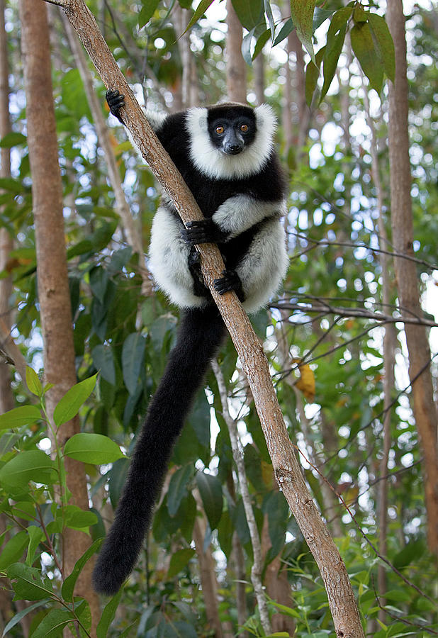 Black Ruffed Lemur #1 Photograph by John Devries/science Photo Library