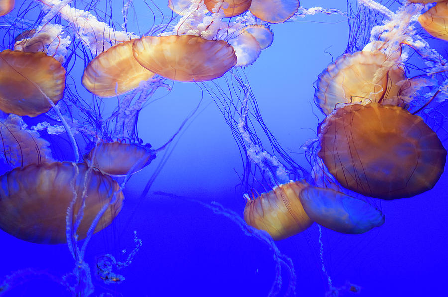 Black Sea Nettle Jellyfish At Monterey Photograph by Sabrina Dalbesio