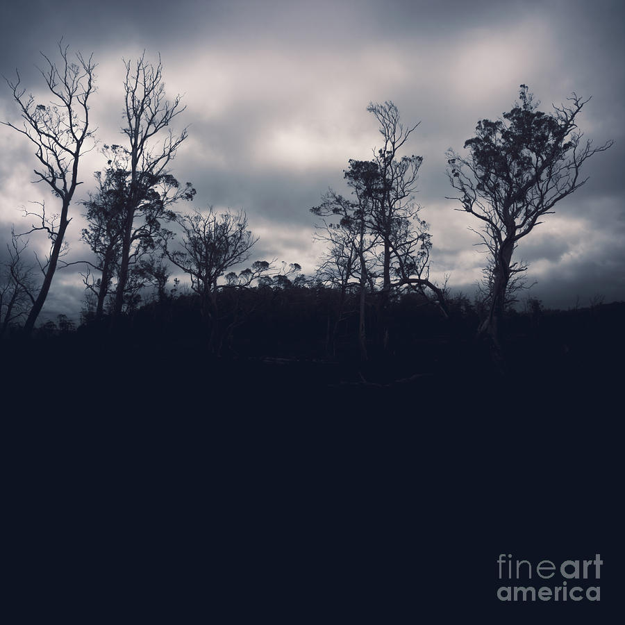 Black silhouette trees in spooky Tasmanian forest #1 Photograph by Jorgo Photography