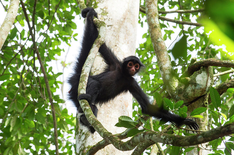 Black Spider Monkey #1 Photograph by Louise Murray/science Photo Library