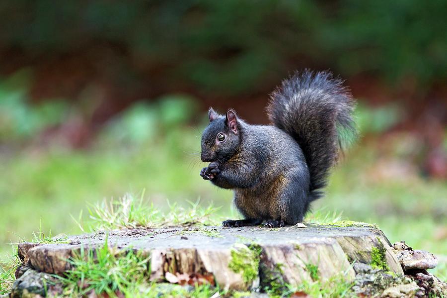 Nature Photograph - Black Squirrel Eating A Nut #1 by John Devries