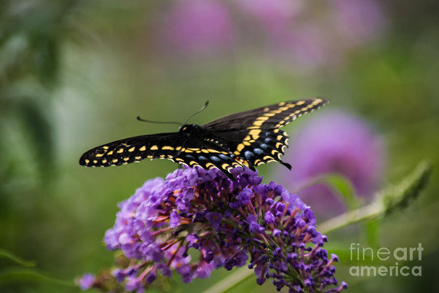Black Swallowtail #1 Photograph by Angela DeFrias