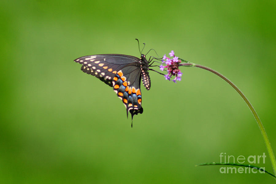 Butterfly Photograph - Black Swallowtail Butterfly  #7 by Karen Adams