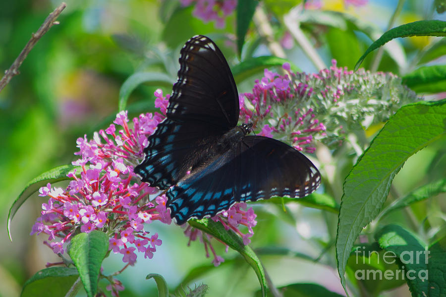 Black Swallowtail Butterfly #1 Photograph by Mark Dodd