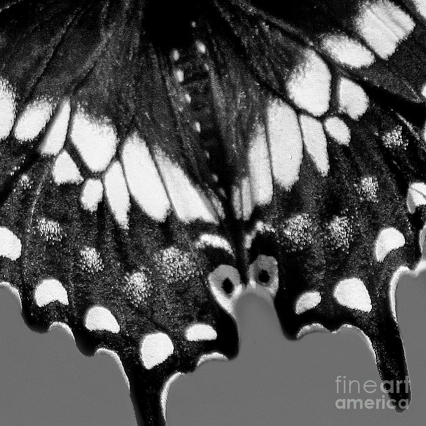 Black Swallowtail Butterfly Wing Black White Square #2 Photograph by Karen Adams