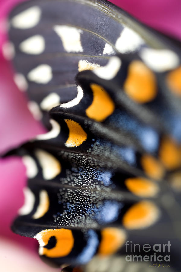 Insects Photograph - Black Swallowtail Butterfly wings Papilio polyxenes #1 by Iris Richardson