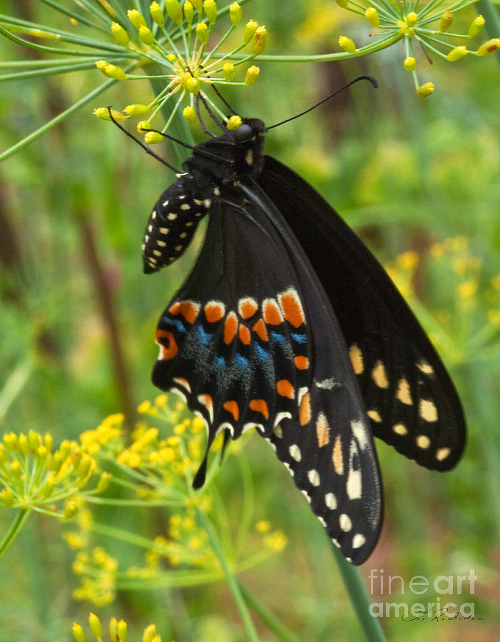 Insects Photograph - Black Swallowtail #2 by Iris Richardson