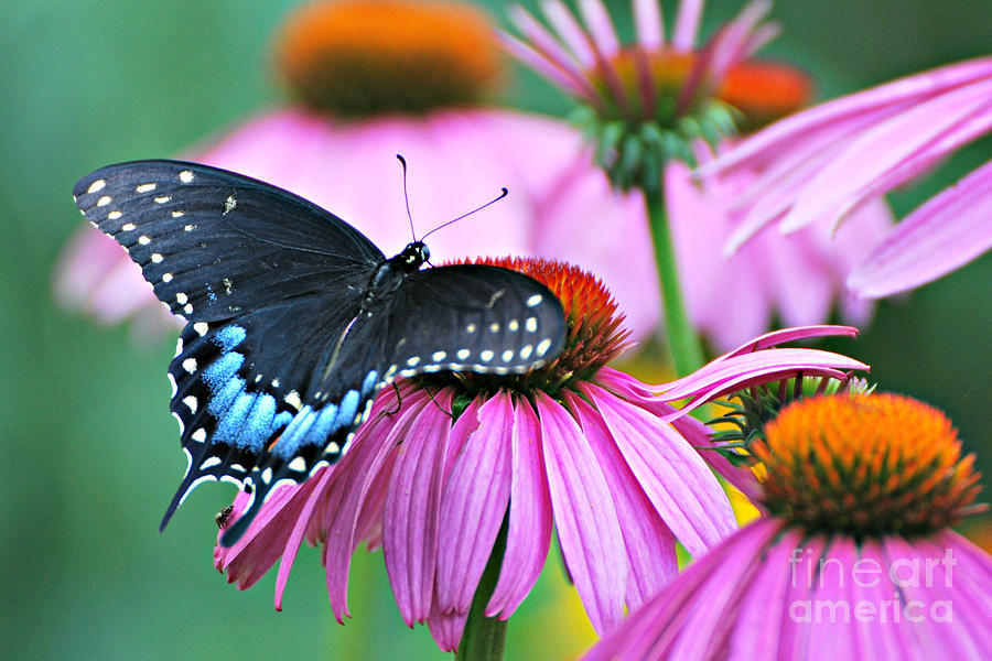 Black Swallowtail on Coneflower #1 Photograph by Lila Fisher-Wenzel
