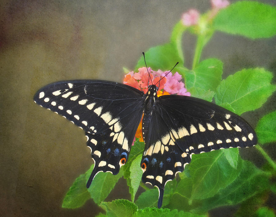 Black Swallowtail on Lantana #1 Photograph by David and Carol Kelly