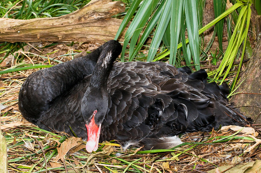 Black Swan At Nest #1 Photograph by Millard H. Sharp