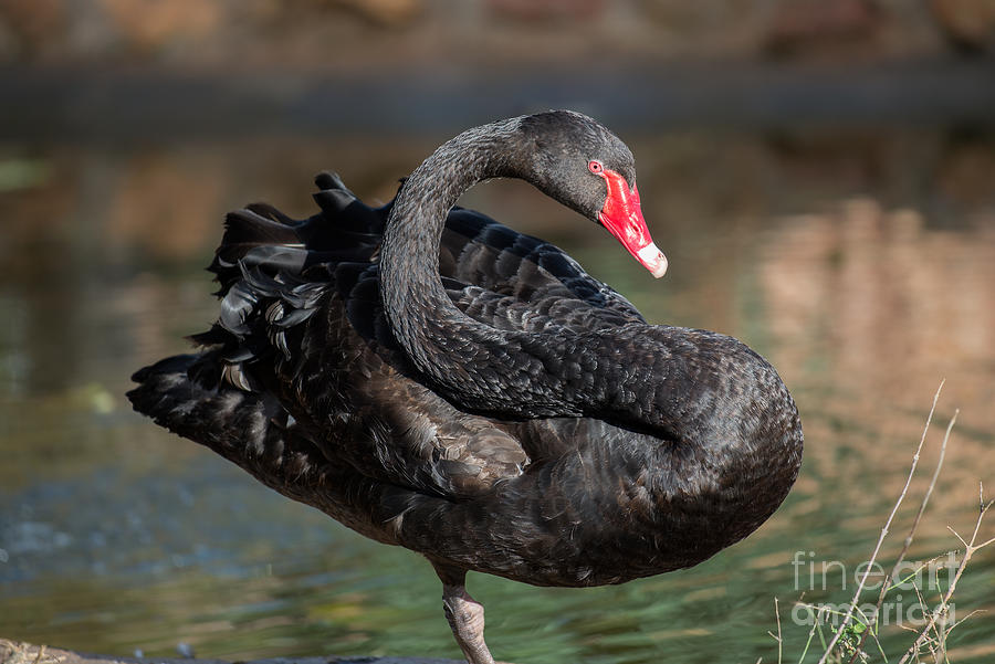 Swan Photograph - Black swan #3 by George Atsametakis
