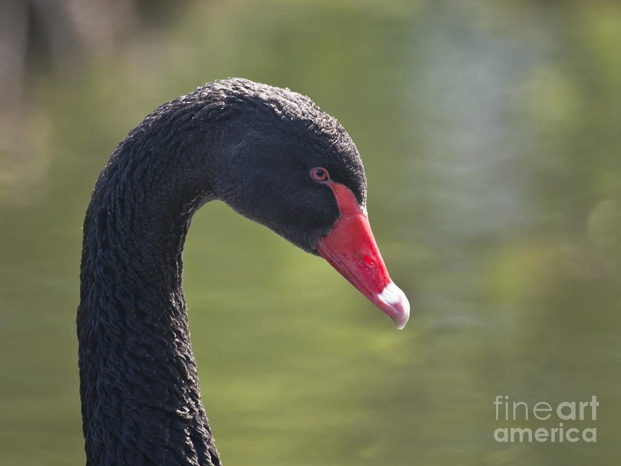 Black Swan Photograph by Liz Leyden