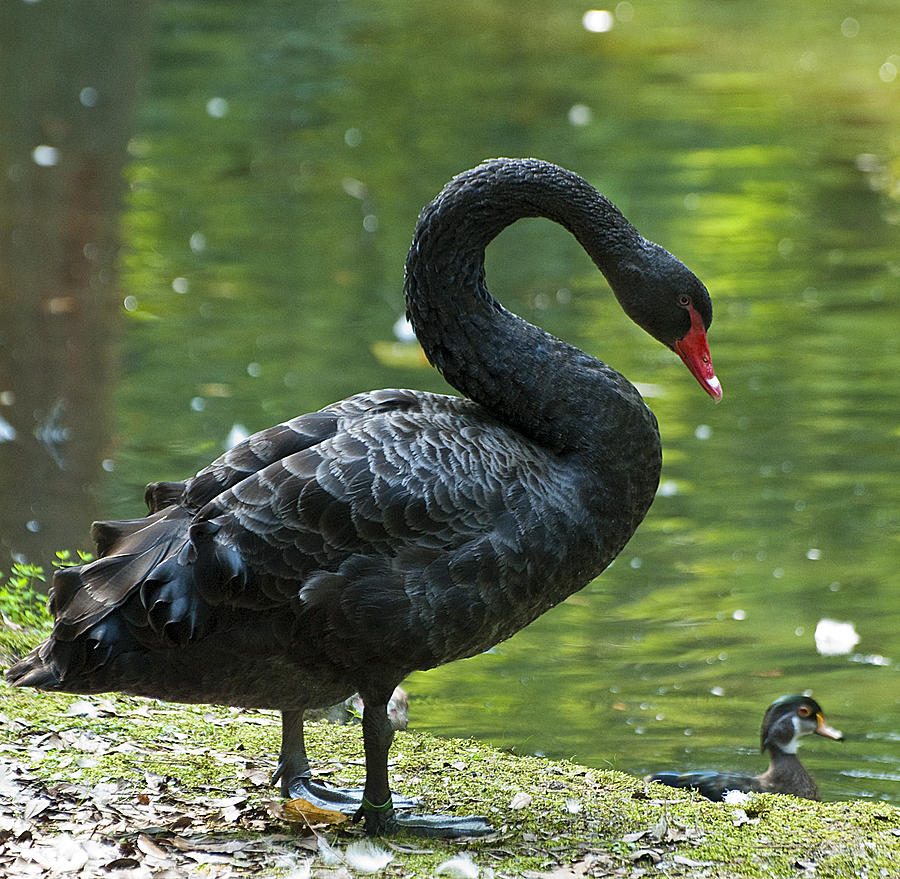Black Swan #1 Photograph by Pat Exum
