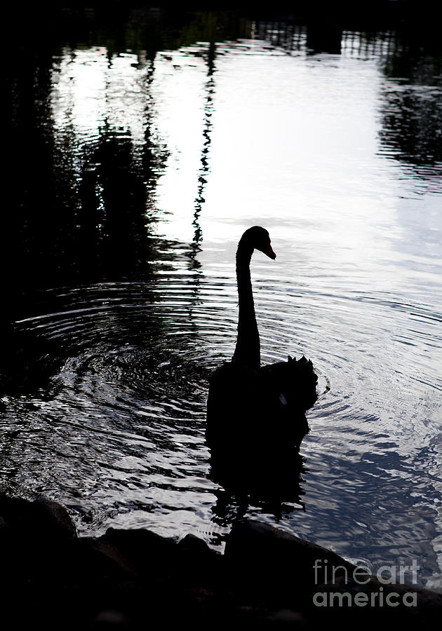 Black Swan Photograph by Roselynne Broussard