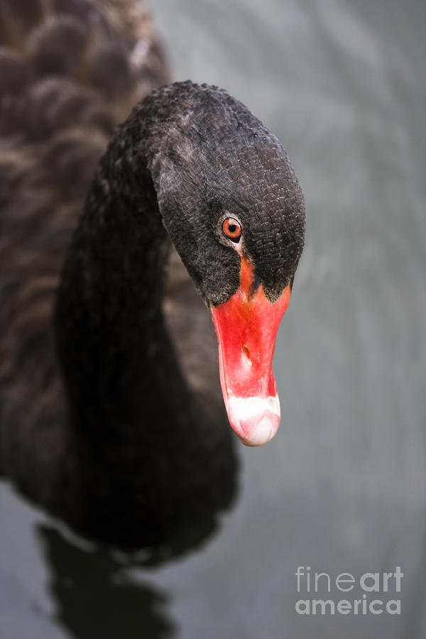 Black Swan Photograph by Jorgo Photography