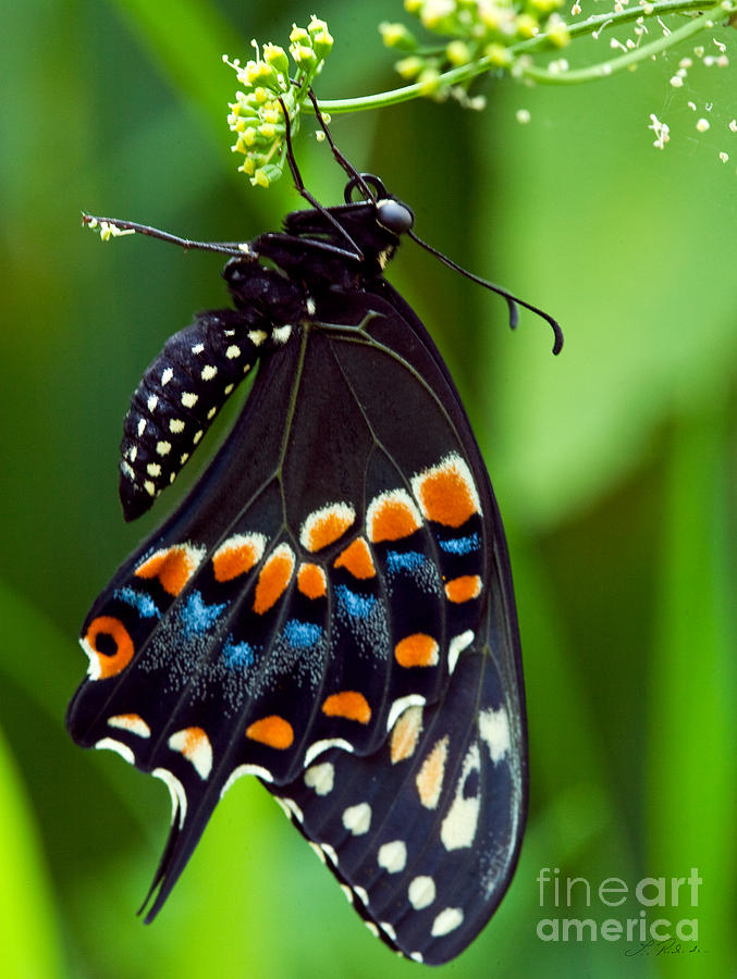 Butterfly Photograph - Black Swollowtail  #2 by Iris Richardson
