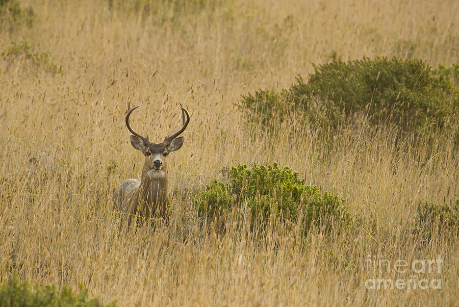 Black-tailed deer by Dan Suzio Black-tailed deer by Dan Suzio
