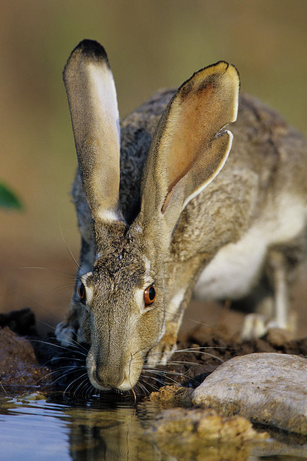 Wildlife Photograph - Black-tailed Jack Rabbit (lepus #1 by Richard and Susan Day