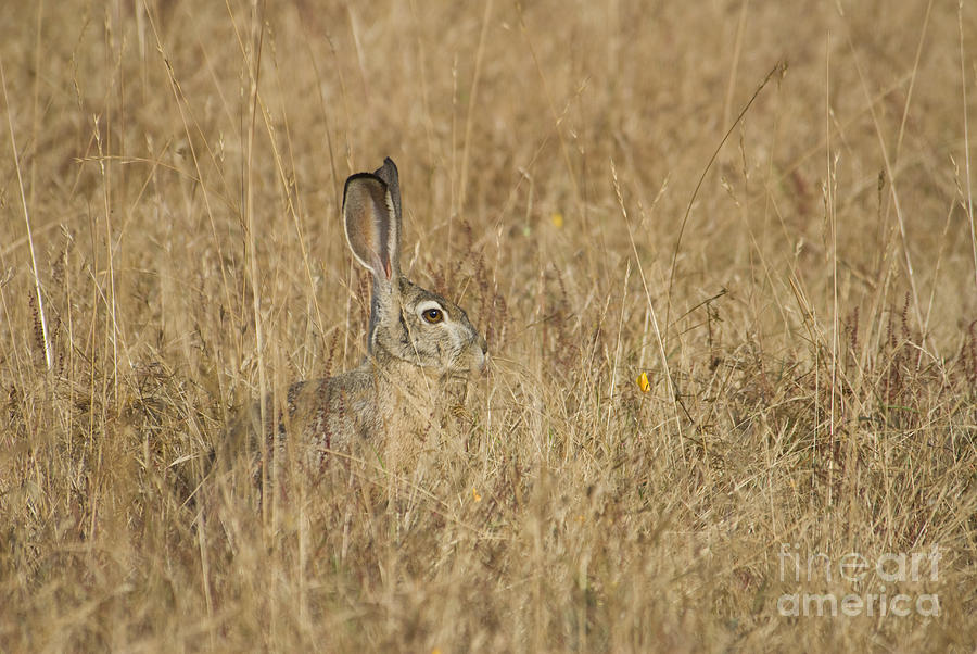 Black-tailed jackrabbit by Dan Suzio Black-tailed jackrabbit by Dan Suzio