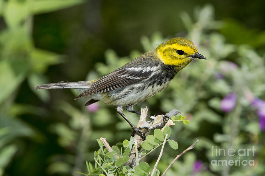 Warbler Photograph - Black-throated Green Warbler #1 by Anthony Mercieca