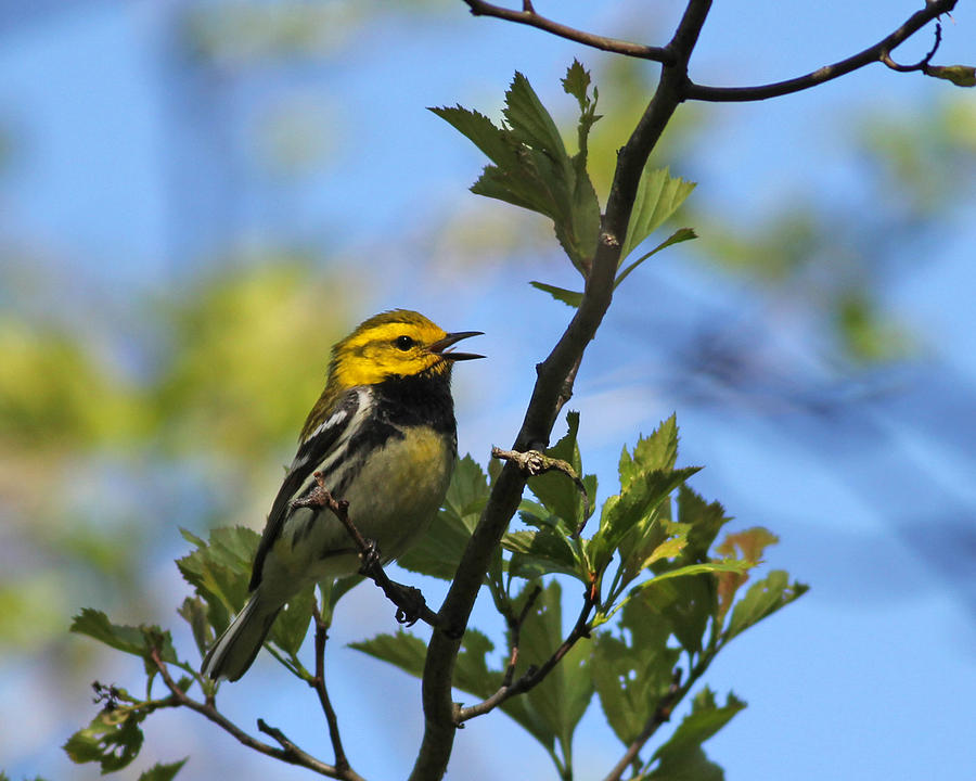 Black Photograph - Black-throated Green Warbler by Brian Magnier Black Photograph - Black-throated Green Warbler by Brian Magnier