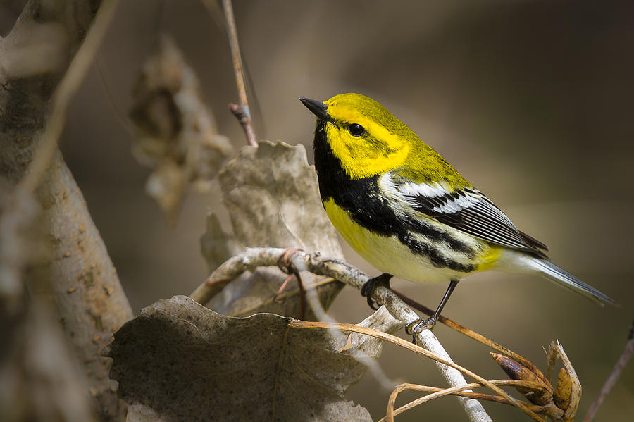 Black throated Green Warbler #2 Photograph by Jack R Perry