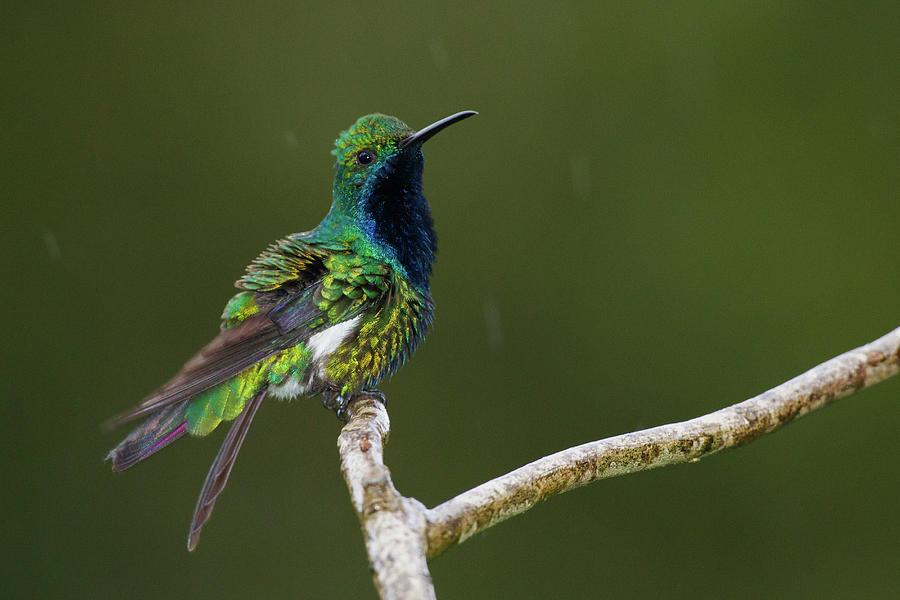 Asa Wright Nature Center Photograph - Black-throated Mango Hummingbird by Ken Archer Asa Wright Nature Center Photograph - Black-throated Mango Hummingbird by Ken Archer