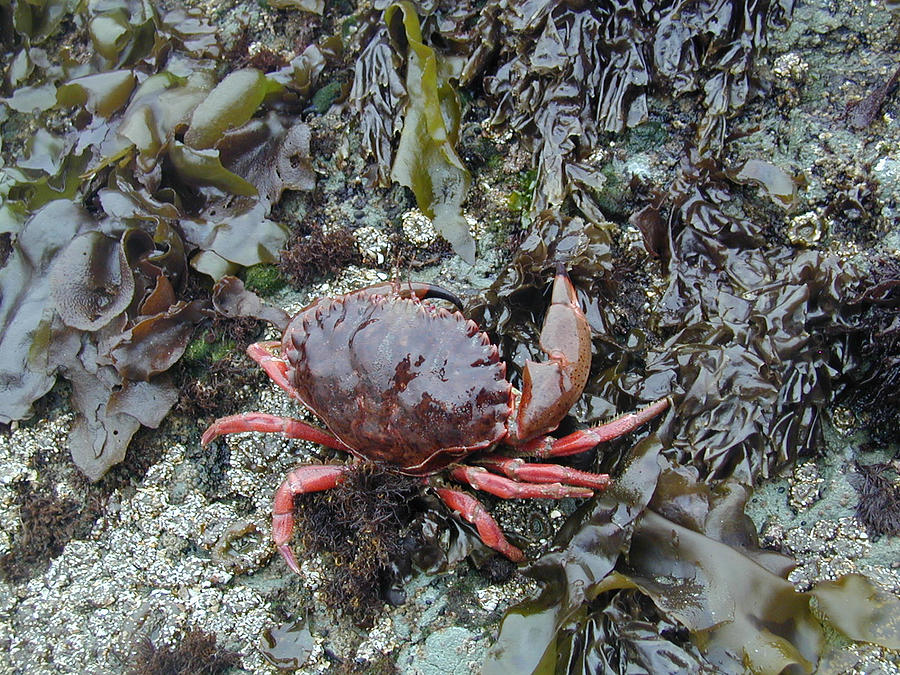 Nature Photograph - Black-tipped crab #1 by Debra Keller