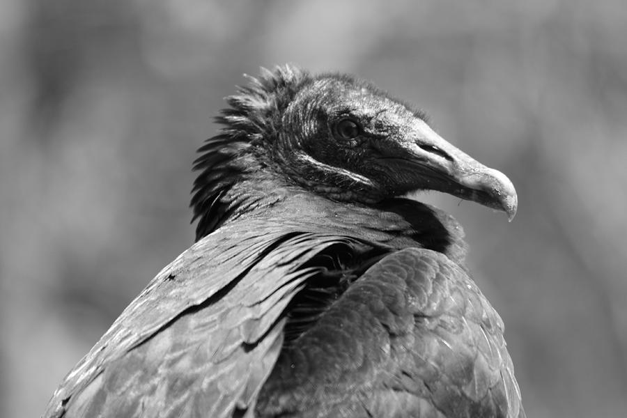 Black Vulture Photograph