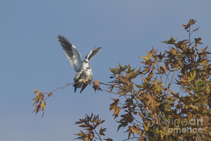 Black-winged Kite Elanus caeruleus #1 Photograph by Eyal Bartov