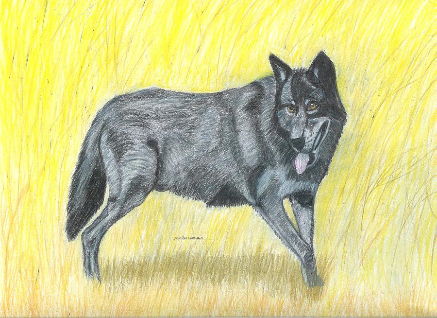 Black Wolf Drawing by Don Gallacher Fine Art America