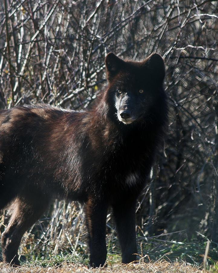 Wolves Photograph - Black Wolf by Neal Eslinger