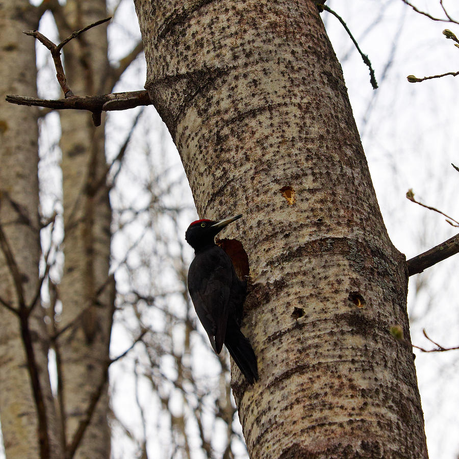 Woodpecker Photograph - Black Woodpecker #1 by Jouko Lehto