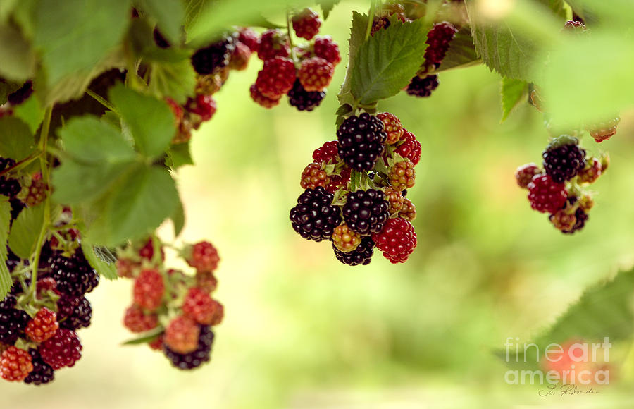 Blackberries hanging from Bush #1 Photograph by Iris Richardson
