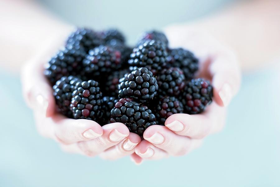 Fruit Photograph - Blackberries #1 by Ian Hooton/science Photo Library