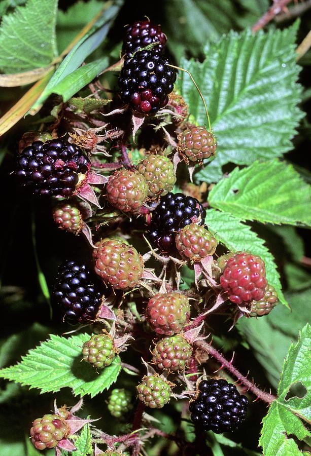 Nature Photograph - Blackberry (rubus Corymbosus) #1 by Bruno Petriglia/science Photo Library