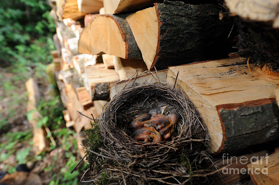 Blackbird Nest With Chicks #1 Photograph by Reiner Bernhardt