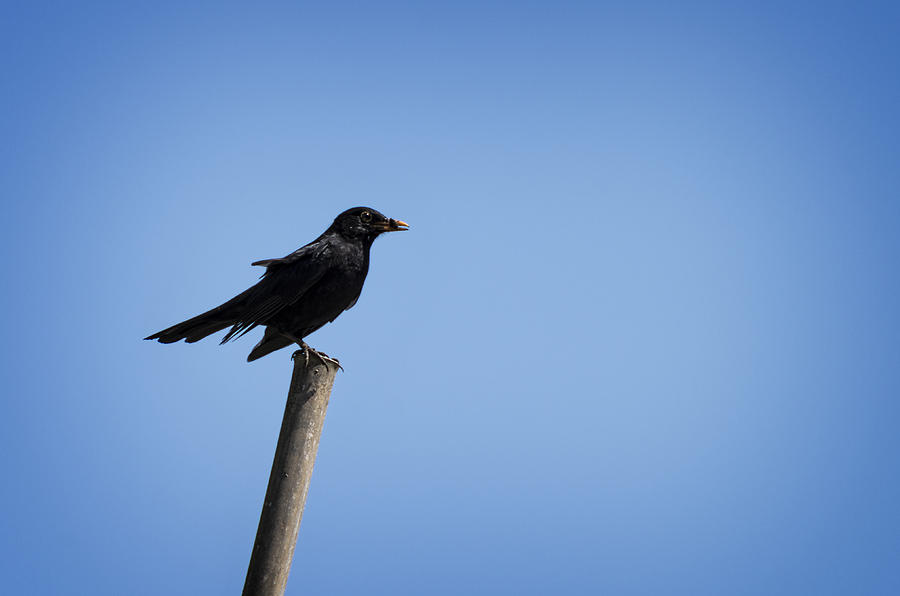 Blackbird #1 Photograph by Paulo Goncalves