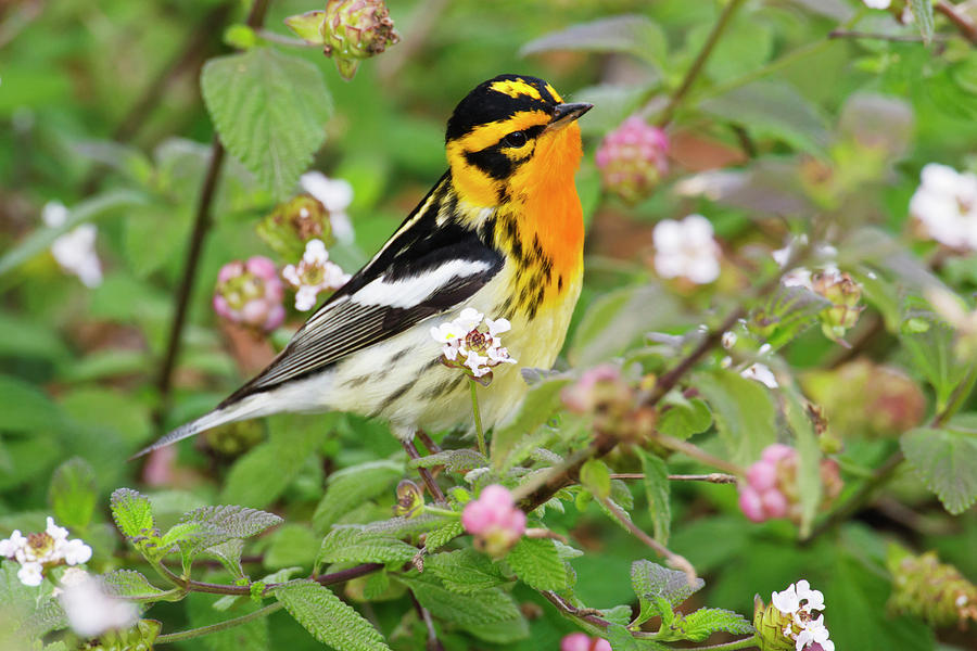 Bird Photograph - Blackburnian Warbler (dendroica Fusca #1 by Larry Ditto