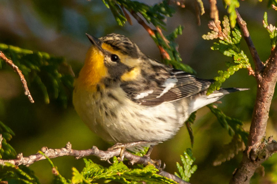 Blackburnian Warbler Photograph By Richard Kitchen - Fine Art America