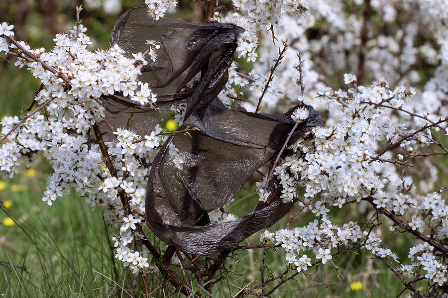 Blackthorn And Plastic Bag #1 Photograph by David Woodfall Images/science Photo Library