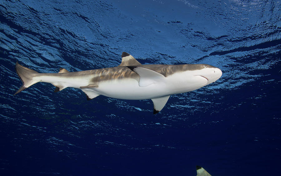 Blacktip Reef Shark, Yap, Micronesia #1 Photograph by Andreas Schumacher