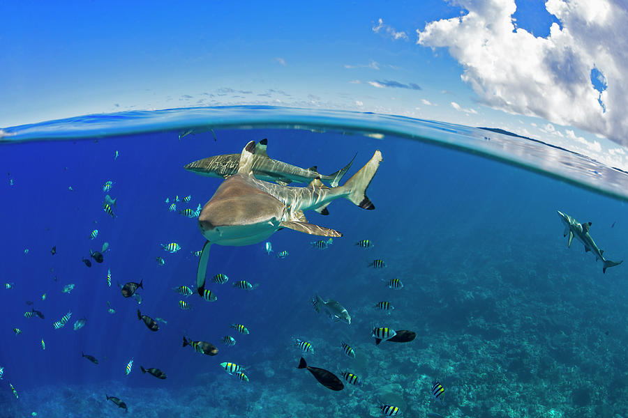 Blacktip Reef Sharks  Carcharhinus #1 Photograph by Dave Fleetham