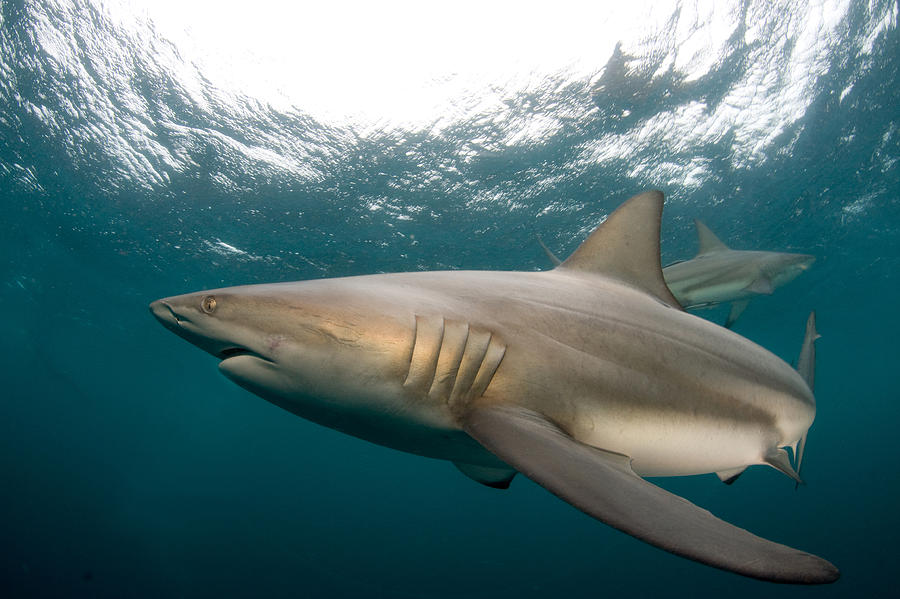 Blacktip shark  Carchahinus limbatus #1 Photograph by Dray Van Beeck