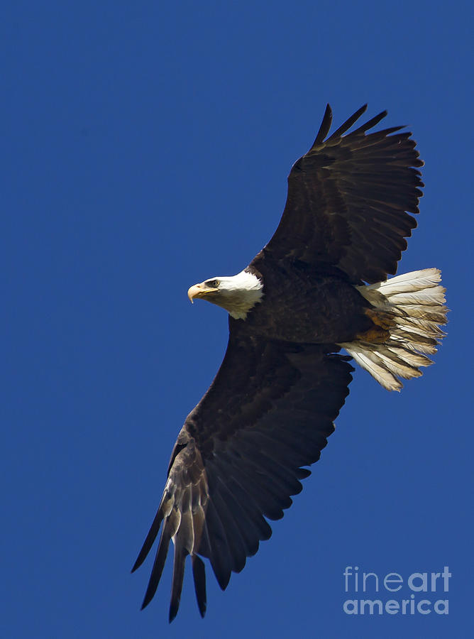 Blad Eagle In Flight  #2701 #1 Photograph by J L Woody Wooden