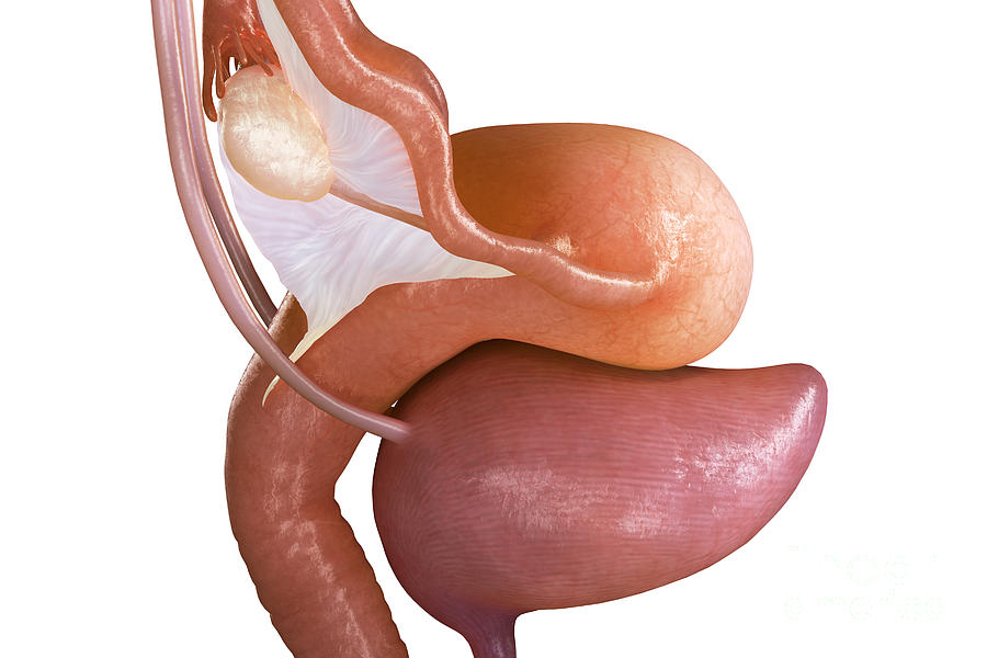 Bladder And Uterus #1 Photograph by Science Picture Co
