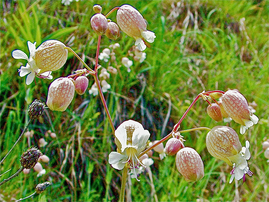 Bladder Campion on Empire Bluffs Trail in Sleeping Bear Dunes National Lakeshore-Michigan Photograph by Ruth Hager