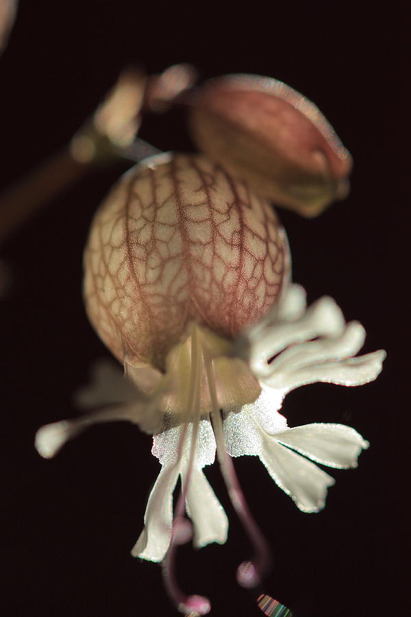 Bladder Campion Photograph - Bladder Campion by Rebeka Dove Bladder Campion Photograph - Bladder Campion by Rebeka Dove
