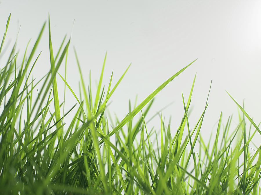 Nature Photograph - Blades Of Grass #1 by Tek Image
