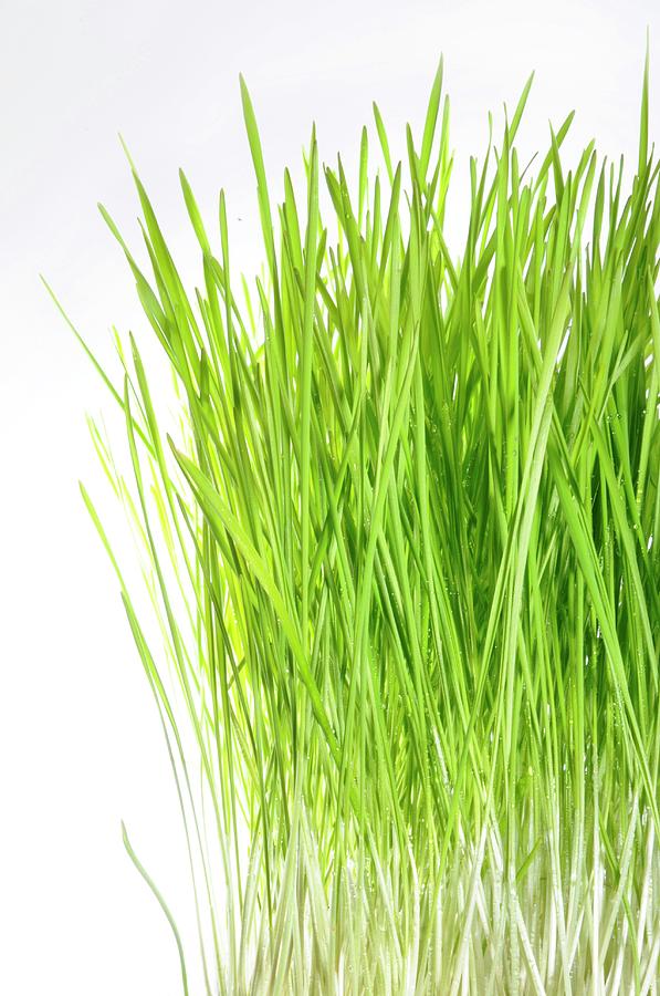 Blades Of Wheatgrass #1 Photograph by Science Photo Library Blades Of Wheatgrass #1 Photograph by Science Photo Library